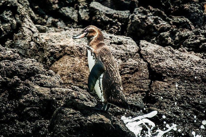 5 days Galapagos Top II - Photo 1 of 18